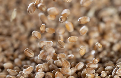 Contrôle des caractéristiques intrinsèques <span class='euclidRegular'>(taux de protéines, indice de chute de Hagberg…)</span>