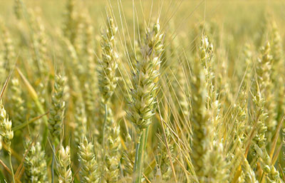 Fertilisation azotée maîtrisée et fractionnée en 3 apports.