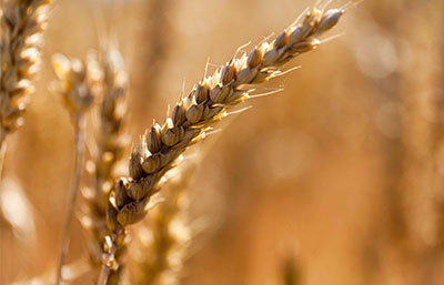 Sélection de variétés VRM <span class='euclidRegular'>(Varietés recommandées par la meunerie).</span>