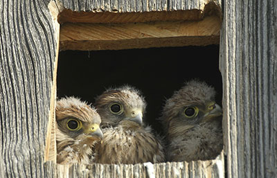 Mise en place de nichoirs pour favoriser la reproduction des rapaces (buse, chouette…).