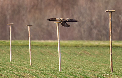 Mise en place de perchoirs pour favoriser la lutte biologique contre les ravageurs (souris, mulots…).