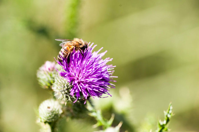 Expertise Agroécologique
