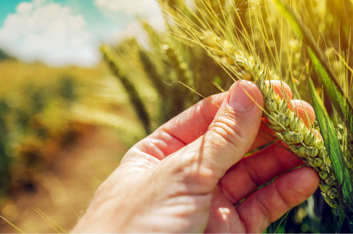 Expertise Variétale