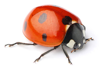Coccinelle