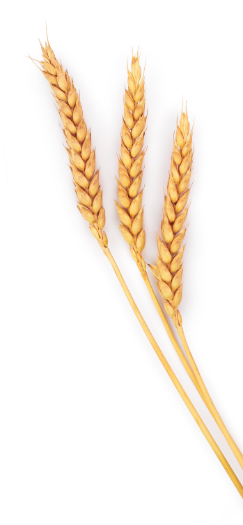 Epi de blé