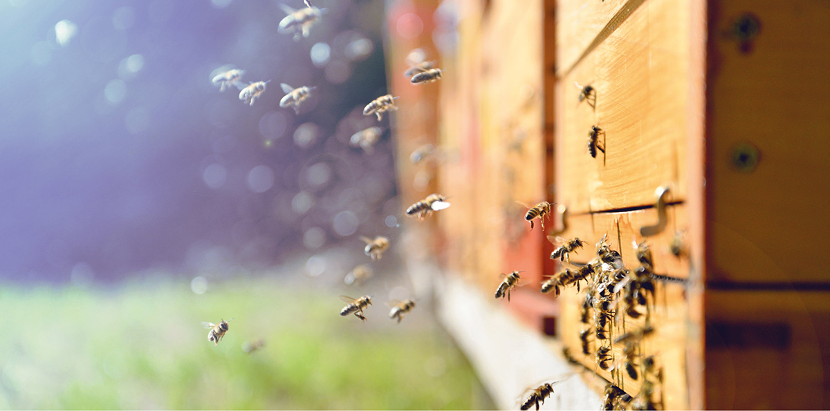 installées chez nos agriculteurs partenaires, <span class='euclidBold'>soit plus de 90 millions d’abeilles !</span>