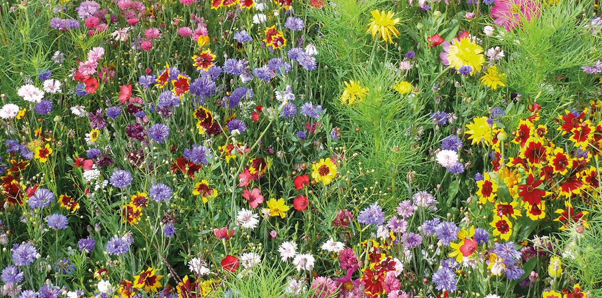 semées en moyenne sur leur exploitation, <span class='euclidBold'>soit l'équivalent de 2054 stades de rugby</span>.