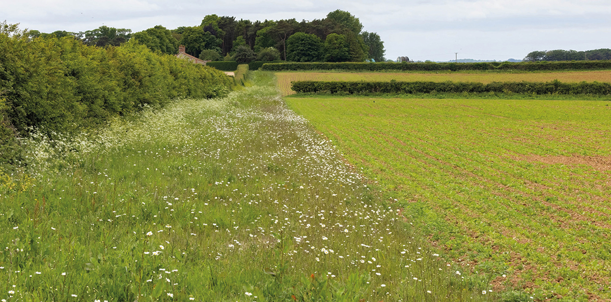 (petites haies, bandes boisées...) <span class='euclidBold'>soit 45 000 km² (superficie du Danemark)</span>.