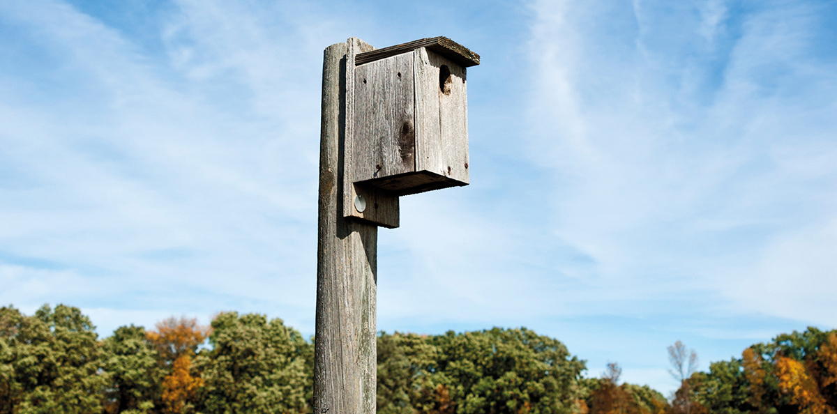 installés dans les parcelles de blé et exploitations des agriculteurs.