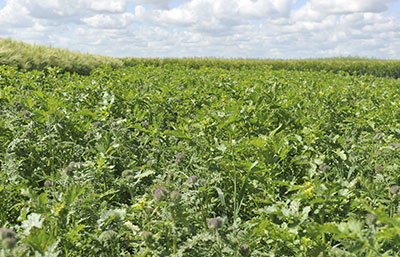 Couverture maximale des sols grâce à l'introduction des interculutures.